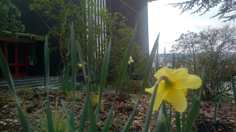 Spring flowers outside the church building on Easter